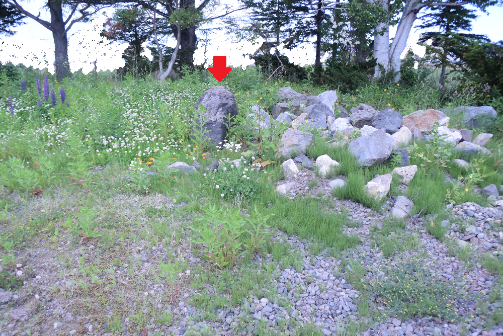裏庭の大きな庭石